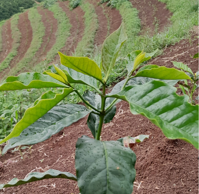 Cuidados Pré-Plantio