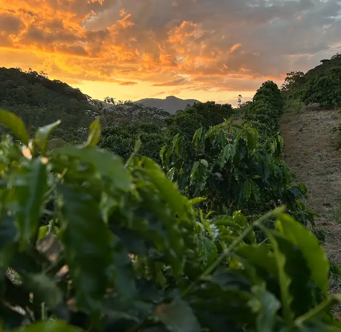 Nossa Terra, Nossa Raiz